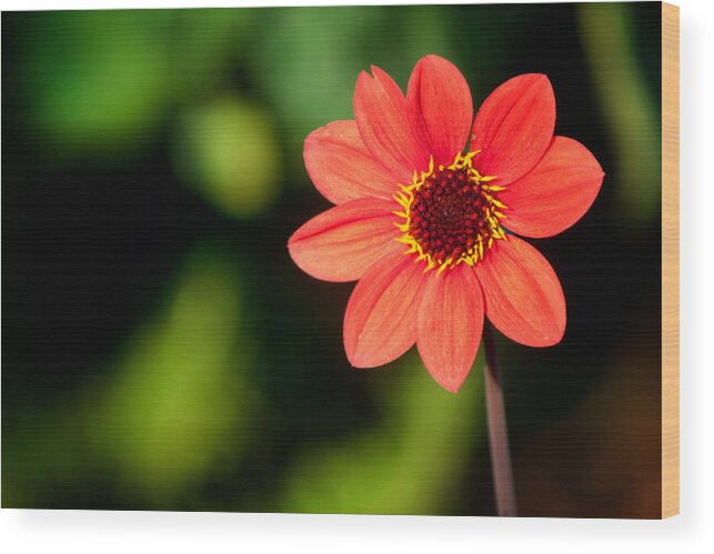 Flora Wood Print featuring the photograph Be Happy to be Individual by Lynne Jenkins
