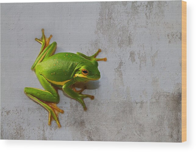 Hyla Cinerea Wood Print featuring the photograph Beautiful American Green Tree Frog on Grunge Background by Kathy Clark