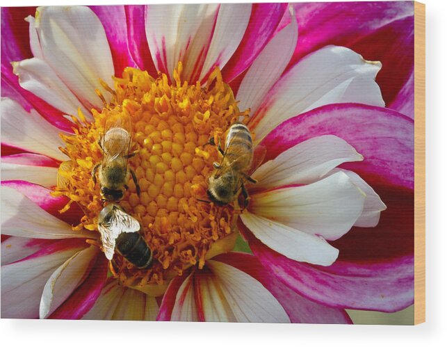 Dahlia Wood Print featuring the photograph Bee Time by Jean Noren