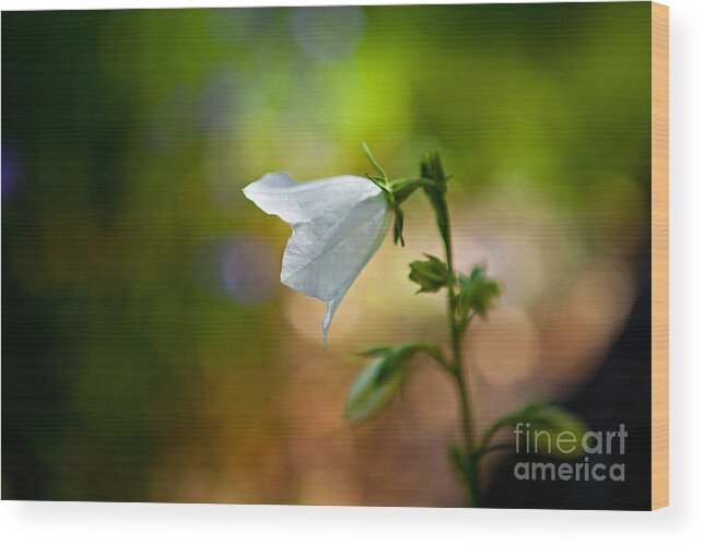 Wild Flower Wood Print featuring the photograph Bellflower by Barbara Schultheis