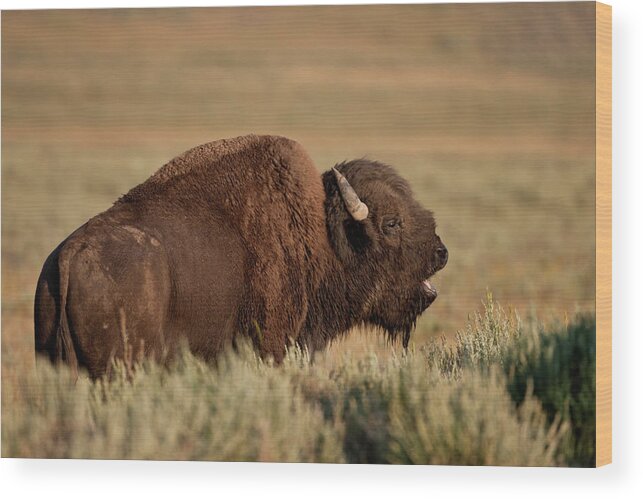 Bison American Bufffalo Bull Yellowstone Wood Print featuring the photograph Bellowing Bull Bison by D Robert Franz