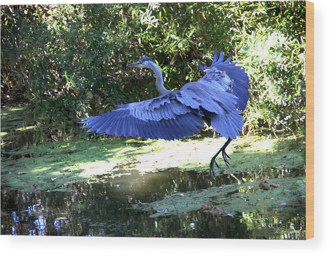 Big Wood Print featuring the photograph Big Blue in Flight by Diana Haronis