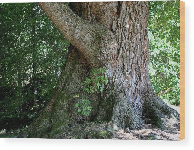 Tree Wood Print featuring the photograph Big Fat Tree Trunk by Lorraine Devon Wilke