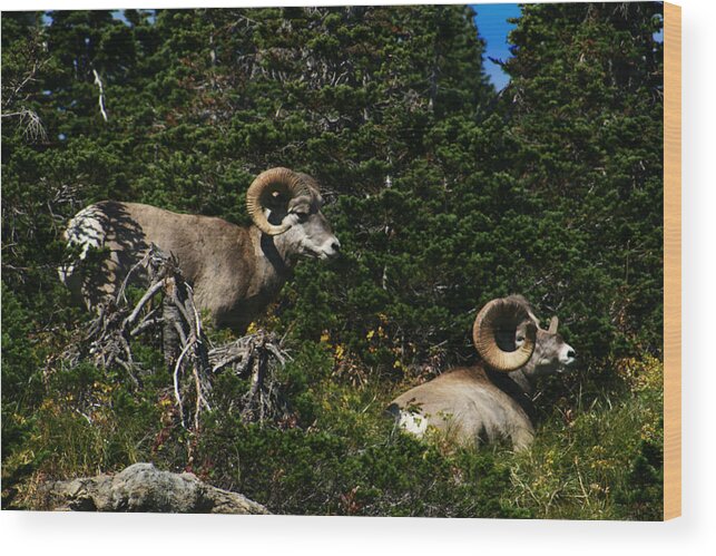 Big Horn Sheep Wood Print featuring the photograph Big Horn Sheep Glacier National Park by Benjamin Dahl