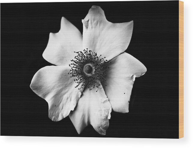 Black And White Wood Print featuring the photograph Black and white flower by Mirko Chessari