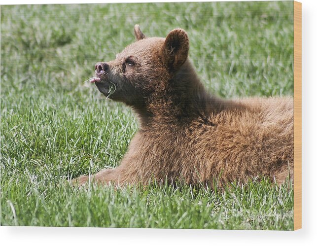 Animal. Wildlife Wood Print featuring the photograph Black Bear Cub I by Teresa Zieba
