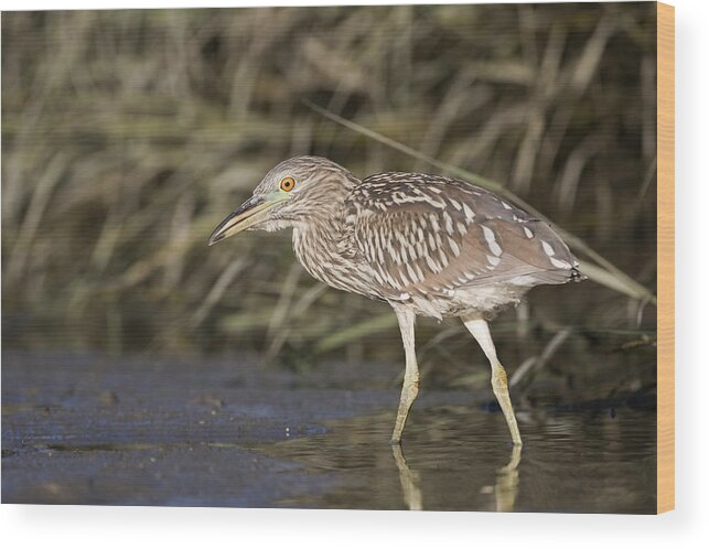 00448427 Wood Print featuring the photograph Black Crowned Night Heron Juvenile by Sebastian Kennerknecht