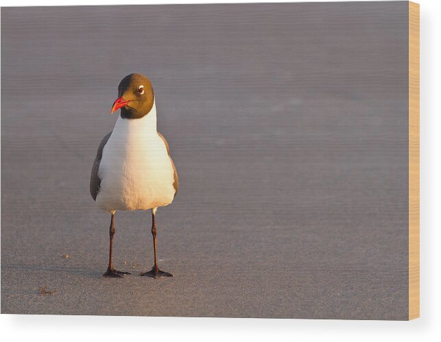 Black-headed Gull Wood Print featuring the photograph Black Headed Gull by Adam Pender