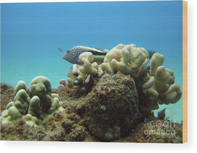 Reef Fish Wood Print featuring the photograph Black side Hawkfish by Suzette Kallen
