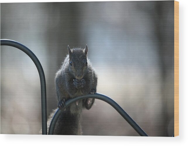 Animals Wood Print featuring the photograph Black Squirrel by Karol Livote