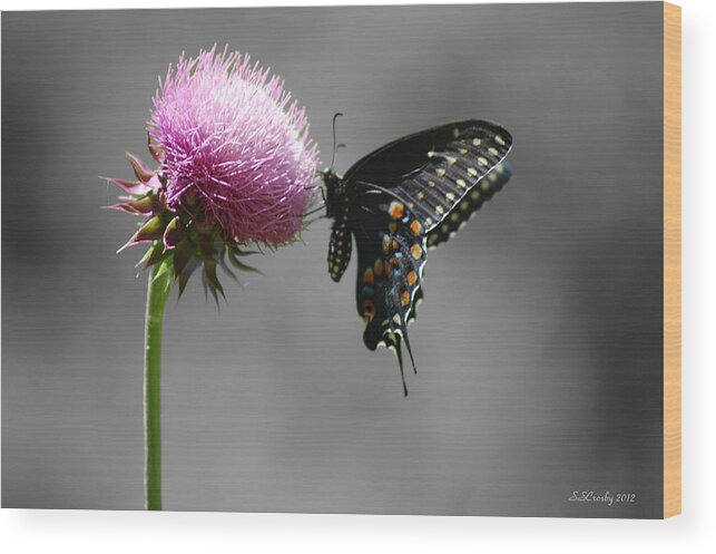 Black Swallowtail Wood Print featuring the photograph Black Swallowtail and Thistle by Susan Stevens Crosby