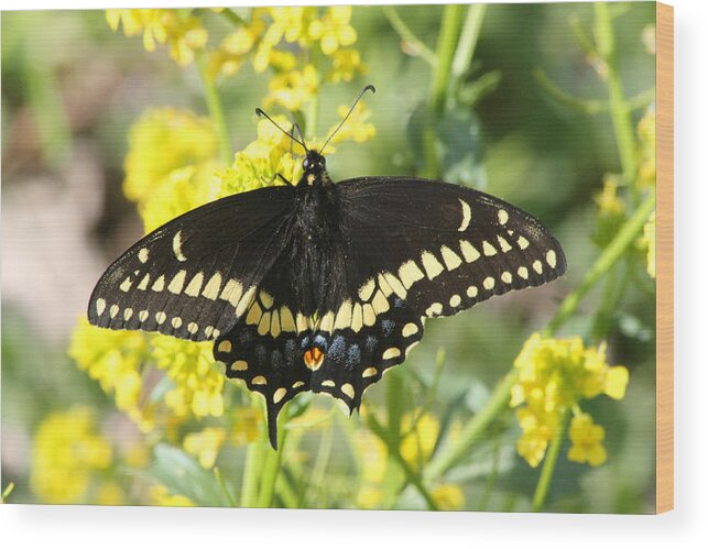  Wood Print featuring the photograph Black Swallowtail by Mark J Seefeldt