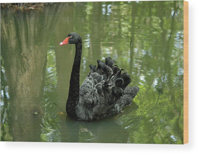 Swan Wood Print featuring the photograph Black Swan by Bill Hosford