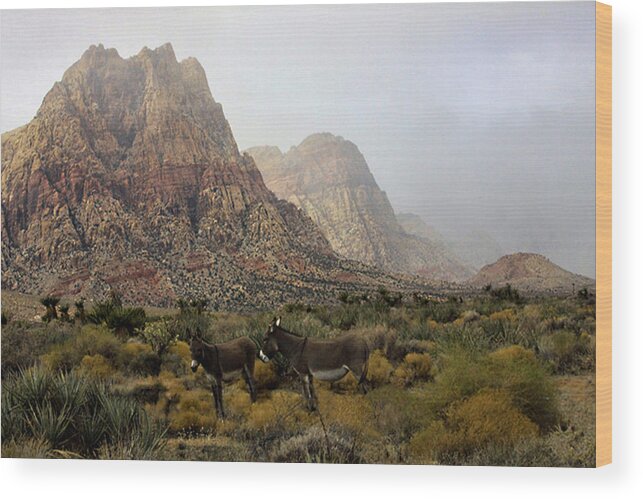 Burro's Wood Print featuring the photograph Blending in by Tammy Espino