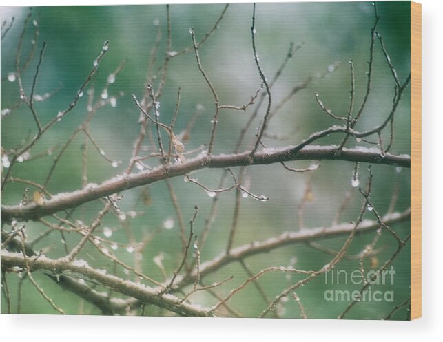 Branches Wood Print featuring the photograph Bliss by Lisa Argyropoulos