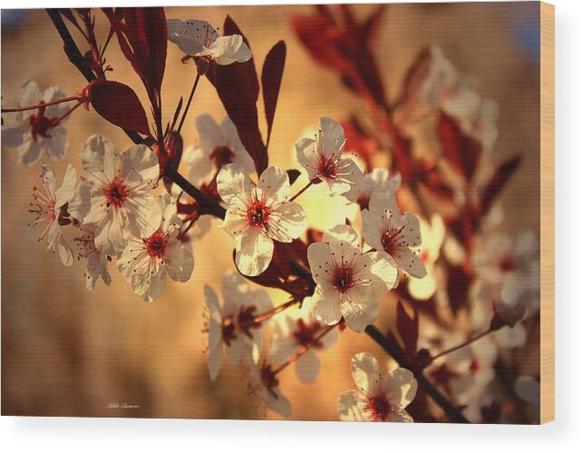 Floral Wood Print featuring the photograph Blossoms 3 by Mikki Cucuzzo