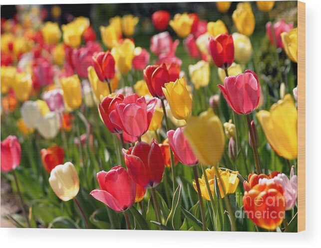 Flowers Wood Print featuring the photograph Blowing In The Wind by Living Color Photography Lorraine Lynch