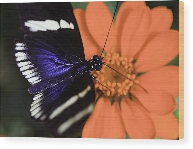 Blue And White Longwing Wood Print featuring the photograph Blue and White Longwing by Perla Copernik