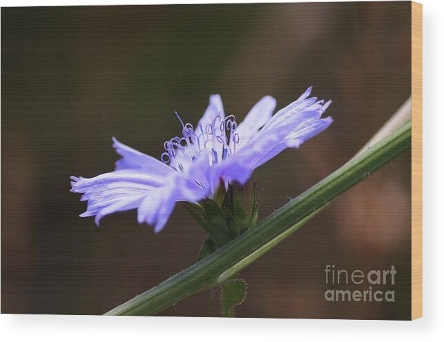 Wildflower Wood Print featuring the photograph Blue Curly Qs by Erica Hanel