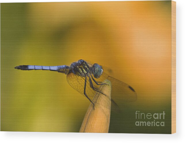 Blue Wood Print featuring the photograph Blue Dasher - D007665 by Daniel Dempster