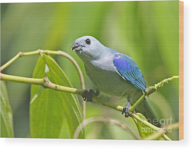 Animal Wood Print featuring the photograph Blue-grey Tanager by Jean-Luc Baron