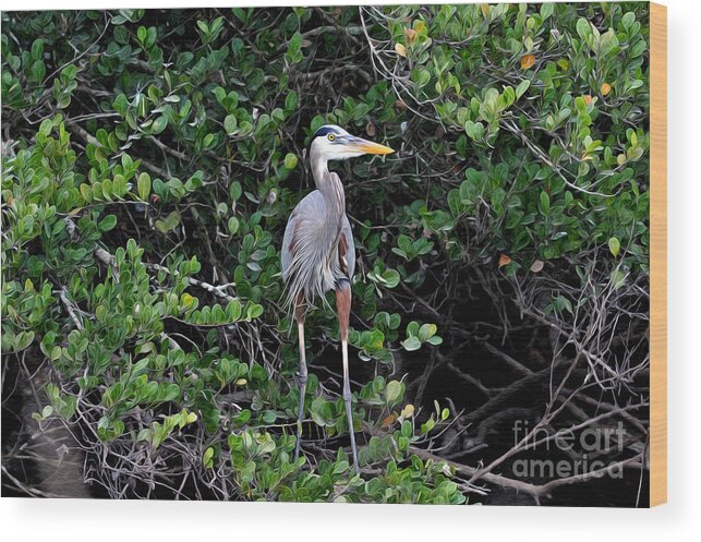 Great Blue Heron Wood Print featuring the photograph Blue heron in tree by Dan Friend