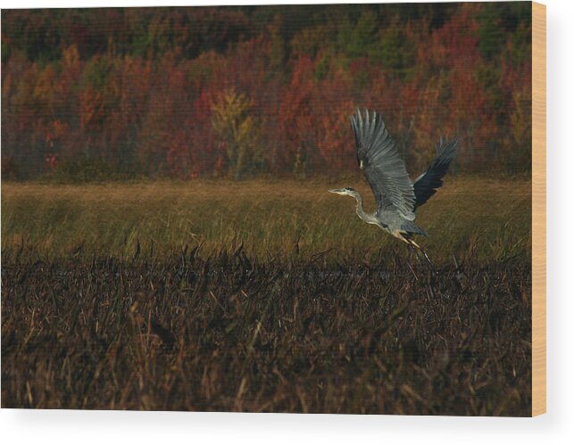 Blue Heron Wood Print featuring the photograph Blue Heron Mud Pond Dublin by Benjamin Dahl