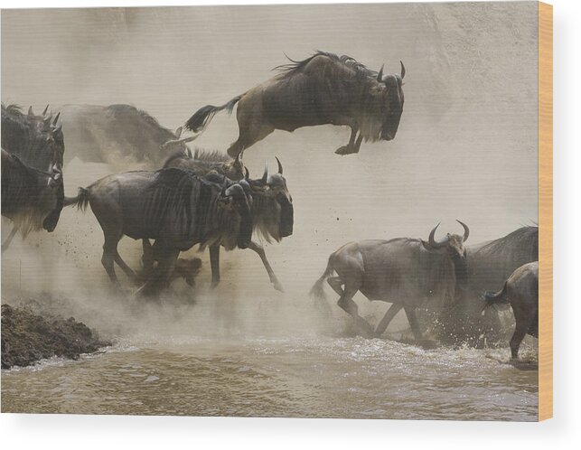00761256 Wood Print featuring the photograph Blue Wildebeest Crossing Mara River by Suzi Eszterhas