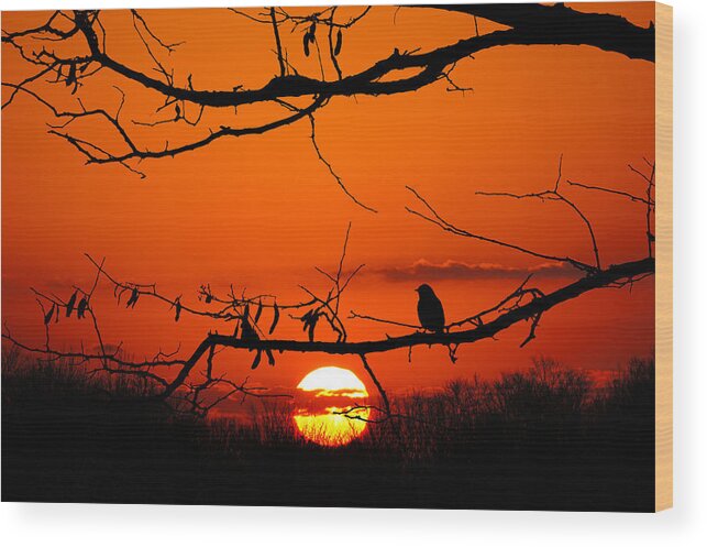 Wisconsin Wood Print featuring the photograph Bluebird Dawn by Bill Pevlor