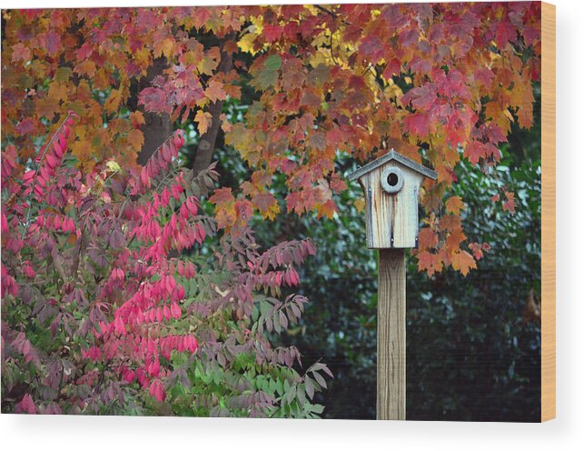 Fall Wood Print featuring the photograph Bluebird House Color Surround by Sandi OReilly