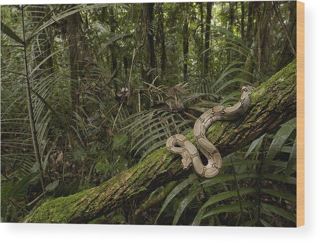 Mp Wood Print featuring the photograph Boa Constrictor Boa Constrictor Coiled by Pete Oxford