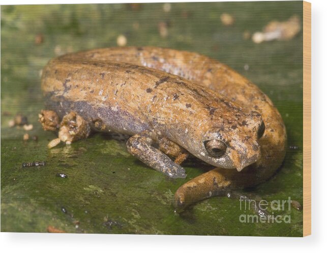 Bolitoglossine Wood Print featuring the photograph Bolitoglossine Salamander by Dante Fenolio