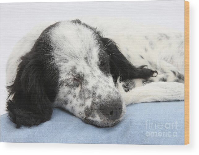 Nature Wood Print featuring the photograph Border Collie X Cocker Sleeping Puppy by Mark Taylor