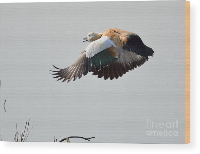 2970 Wood Print featuring the photograph Brahminy Shelduck by Fotosas Photography