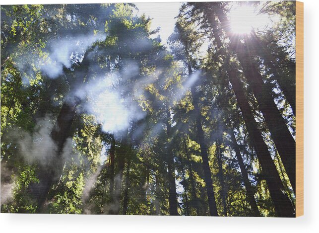 Trees Wood Print featuring the photograph Breaking Through the Trees by Matt Hanson