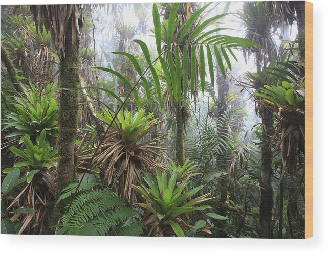 00456444 Wood Print featuring the photograph Bromeliads And Tree Ferns by Cyril Ruoso