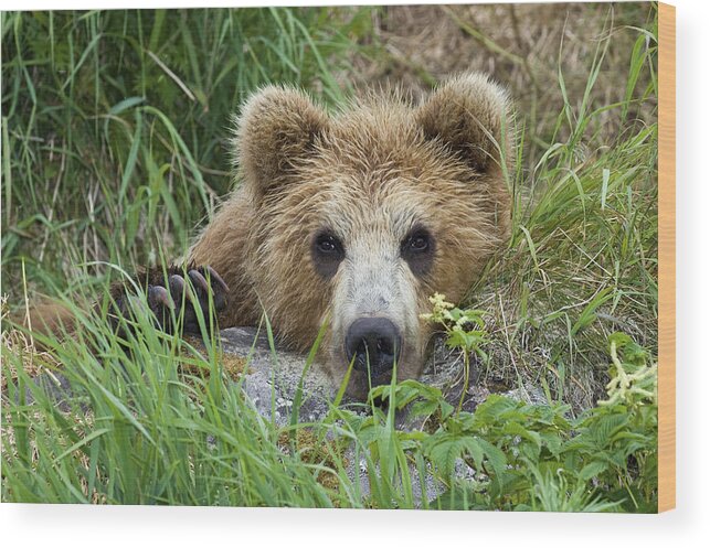 00782025 Wood Print featuring the photograph Brown Bear Cub, Kamchatka by Sergey Gorshkov