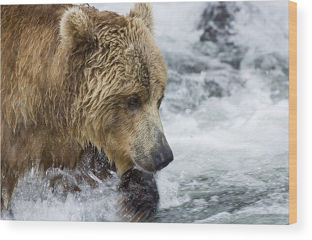 Mp Wood Print featuring the photograph Brown Bear Fishing for Salmon by Sergey Gorshkov