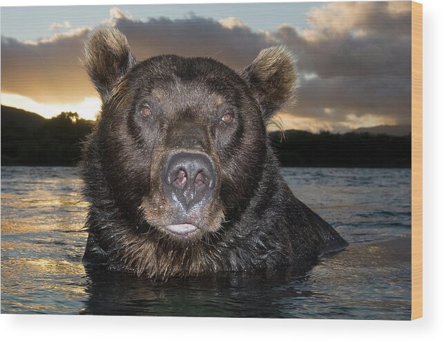 Mp Wood Print featuring the photograph Brown Bear Ursus Arctos In River by Sergey Gorshkov