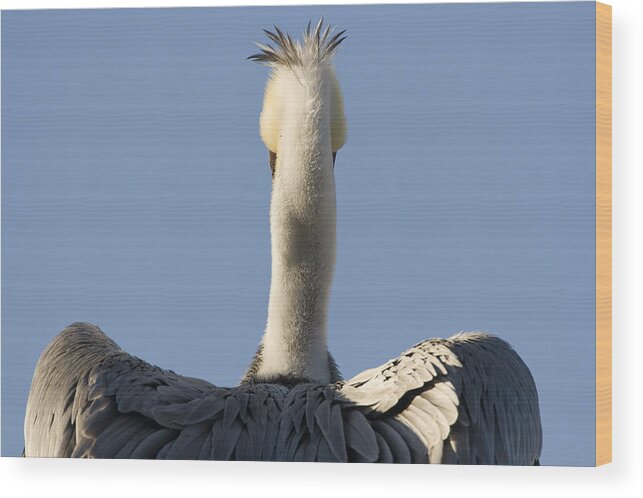 00429650 Wood Print featuring the photograph Brown Pelican Drying Its Wings Natural by Sebastian Kennerknecht