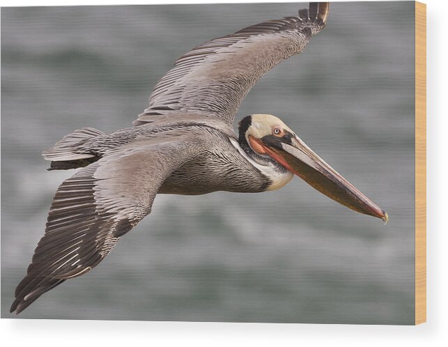 00429848 Wood Print featuring the photograph Brown Pelican In Breeding Plumage by Sebastian Kennerknecht