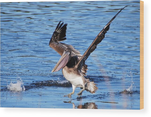 Website Wood Print featuring the photograph Brown pelican landing by Bill Hosford