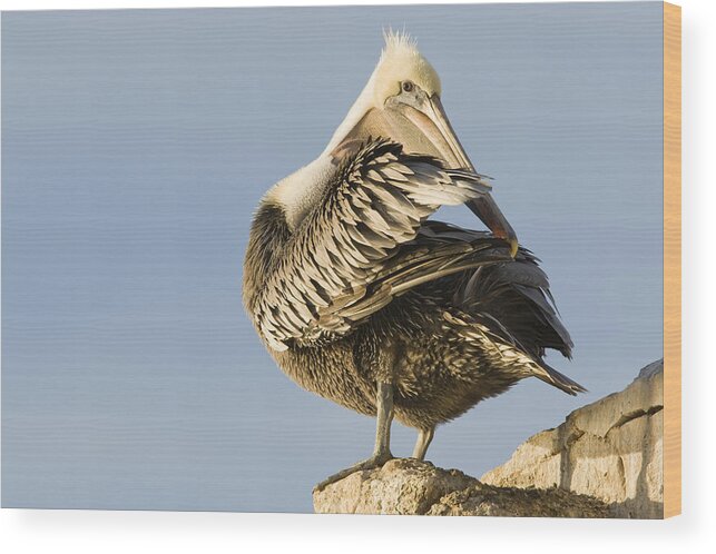 00429648 Wood Print featuring the photograph Brown Pelican Preening Natural Bridges by Sebastian Kennerknecht