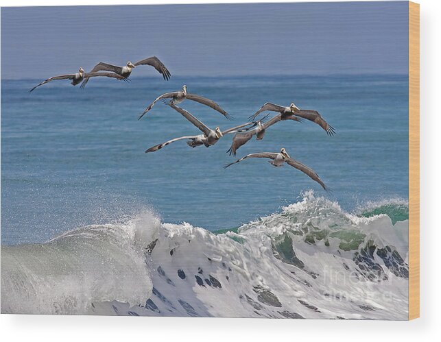Birds Wood Print featuring the photograph Brown Pelicans by Jean-Luc Baron