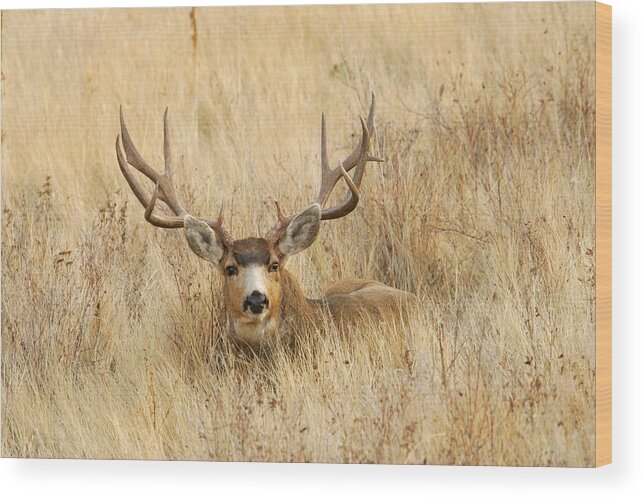 Mule Deer Wood Print featuring the photograph Buck in Grass by D Robert Franz