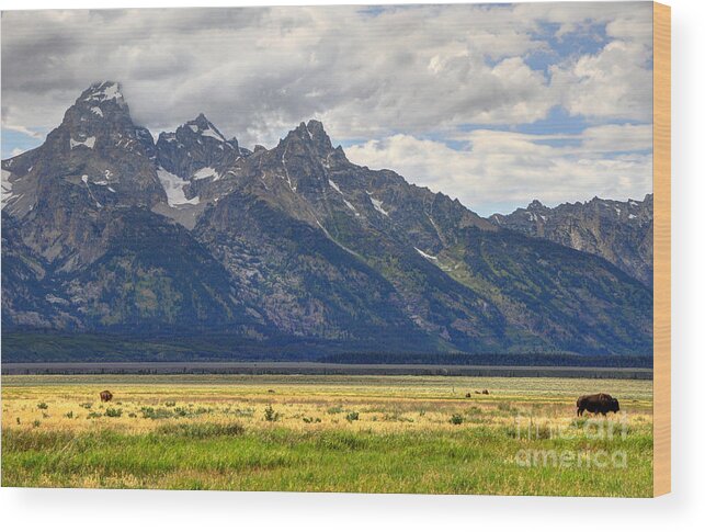 Buffalo Wood Print featuring the photograph Buffalo Herd below Grand Teton by Gary Whitton