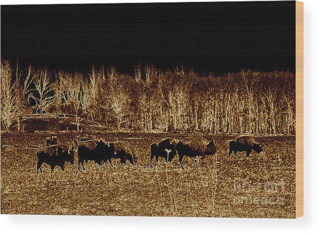 Buffalo Wood Print featuring the photograph Buffalos roaming by Kim Galluzzo Wozniak