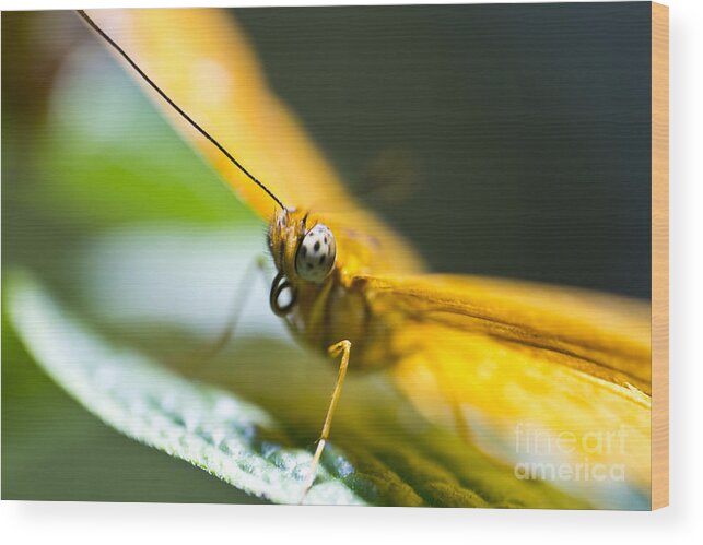 Butterfly Wood Print featuring the photograph Bug out by Leslie Leda