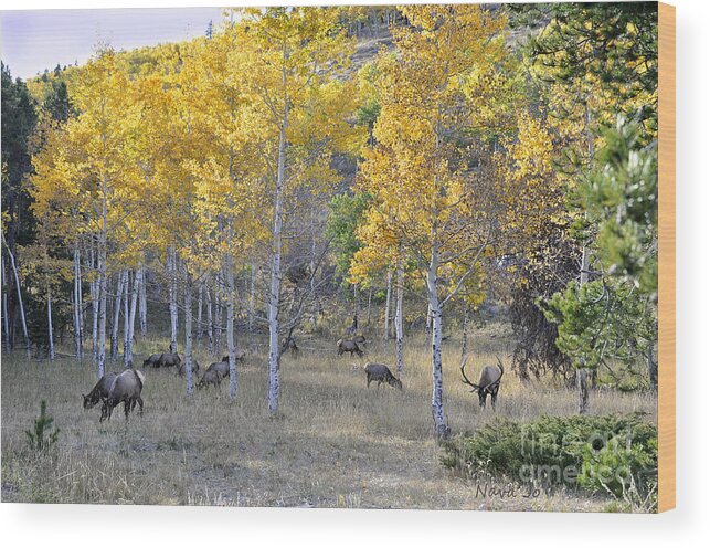 Elk Wood Print featuring the photograph Bull Elk and Harem by Nava Thompson