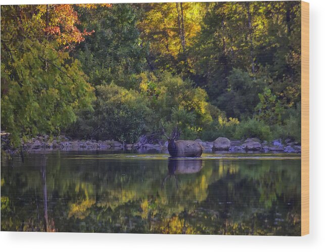 Fall Color Wood Print featuring the photograph Bull Elk in Reflecting Pool Buffalo National River by Michael Dougherty